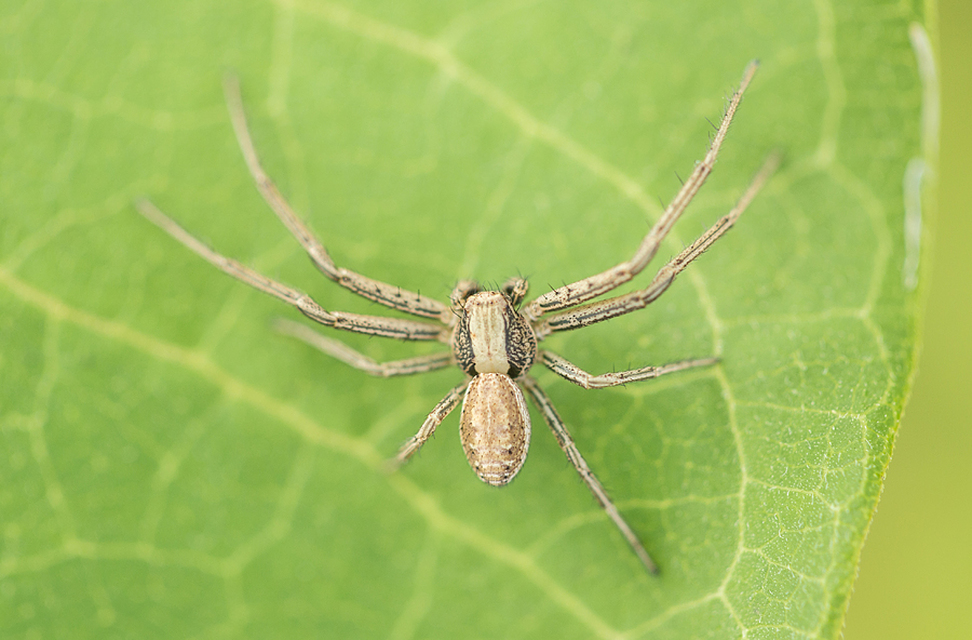 Spiracme striatipes - csíkoslábú karolópók