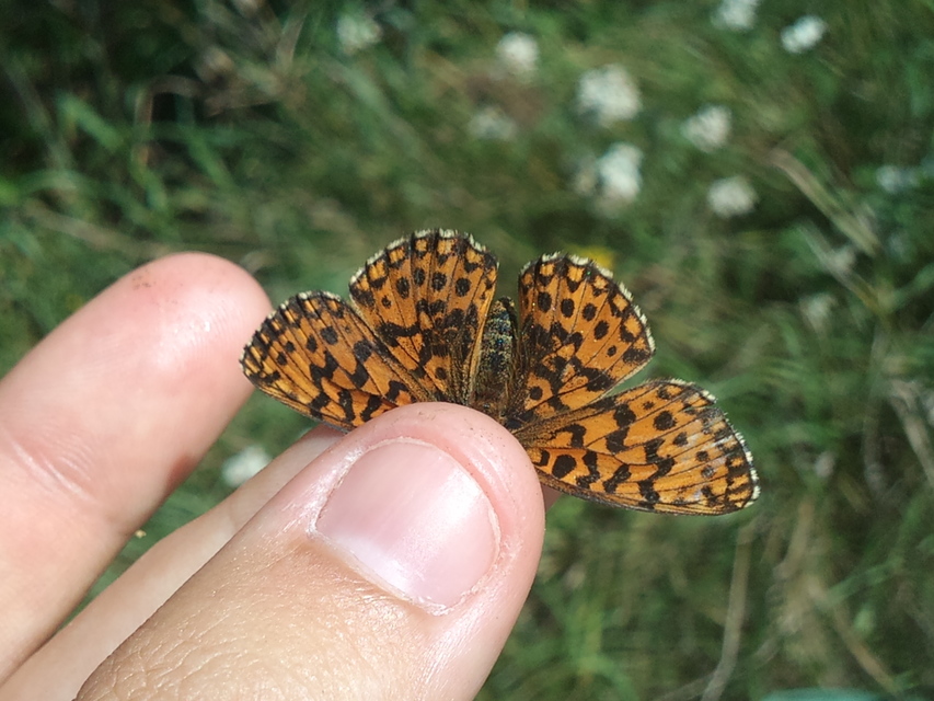 Boloria dia - kis gyöngyházlepke