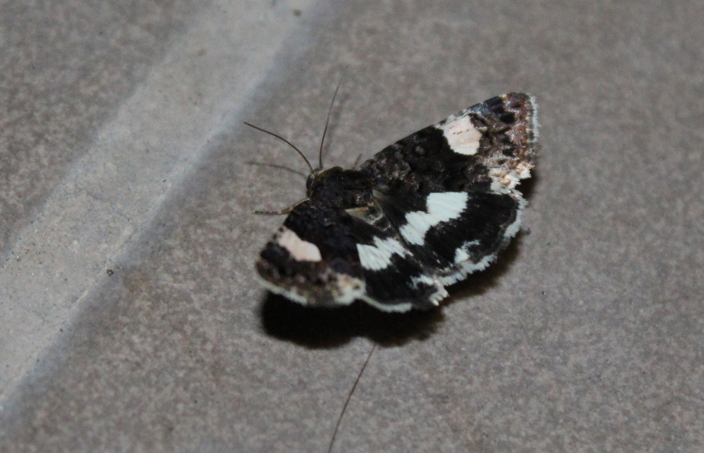 Tyta luctuosa - fekete nappalibagoly