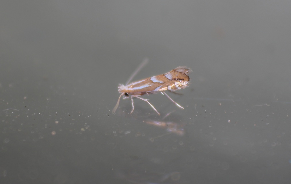 Phyllonorycter salicicolella - kecskefűz-sátorosmoly