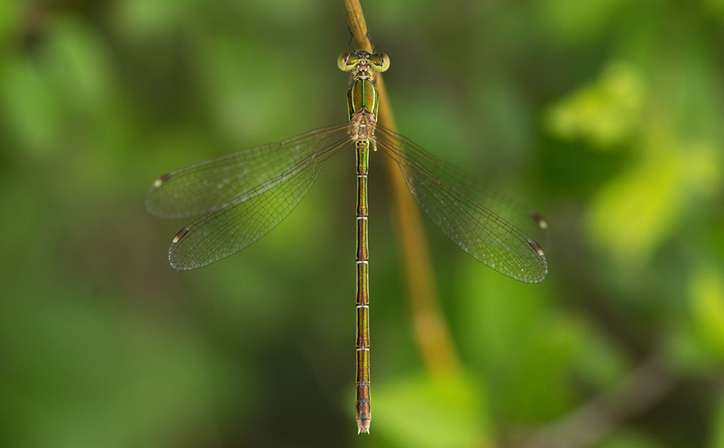 Lestes barbarus - foltosszárnyjegyű rablószitakötő