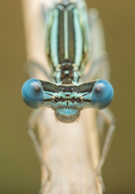 Platycnemis pennipes - széleslábú szitakötő