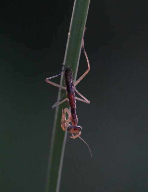 Mantis religiosa - imádkozósáska
