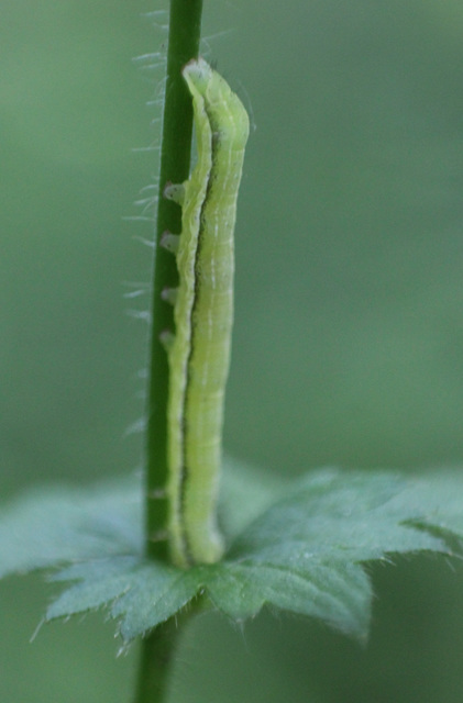 Orthosia gothica - feketefoltos barkabagoly