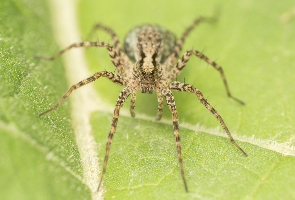Pardosa