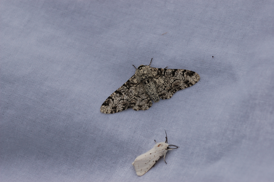 Biston betularia - szürkepettyes araszoló