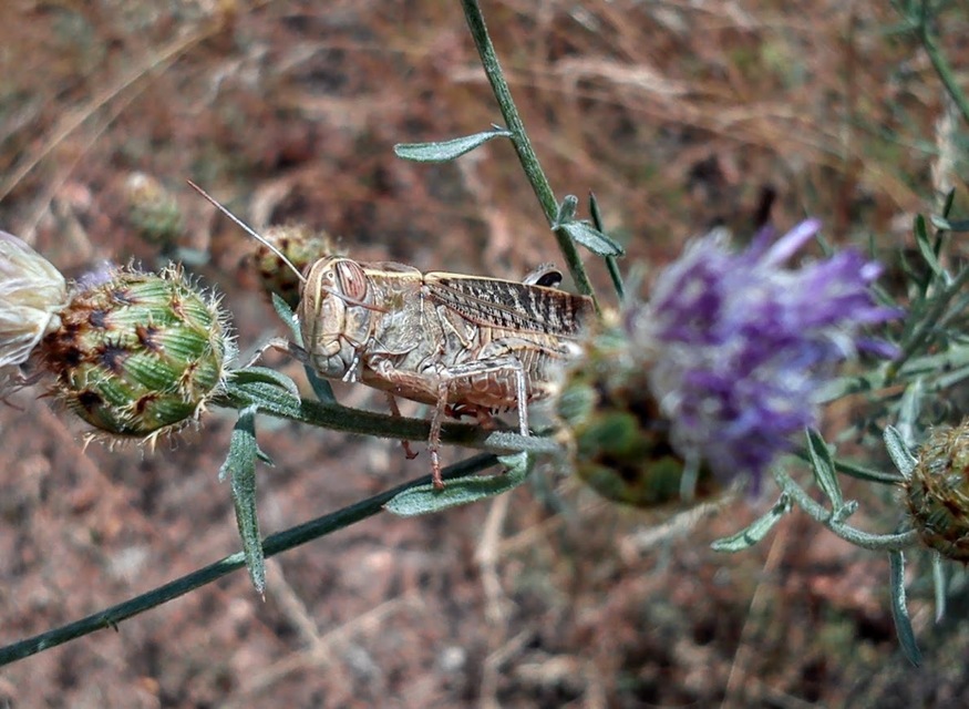 Calliptamus italicus - olaszsáska