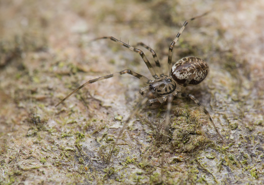 Drapetisca socialis - tüskésszájú vitorlapók