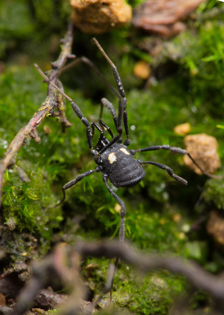 Nemastoma lugubre