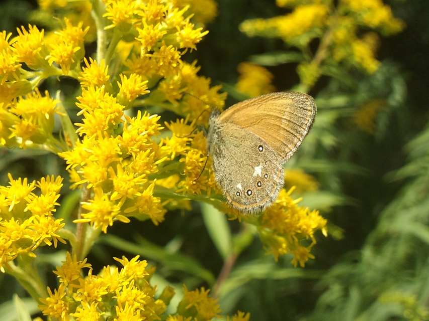 Coenonympha glycerion - közönséges szénalepke