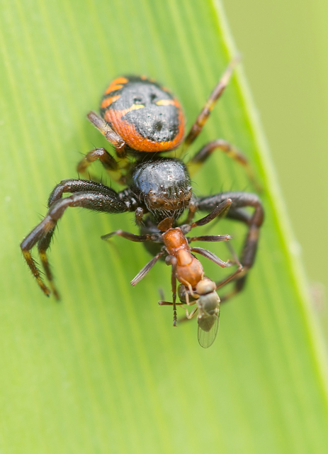 Synema globosum - fekete-sárga karolópók