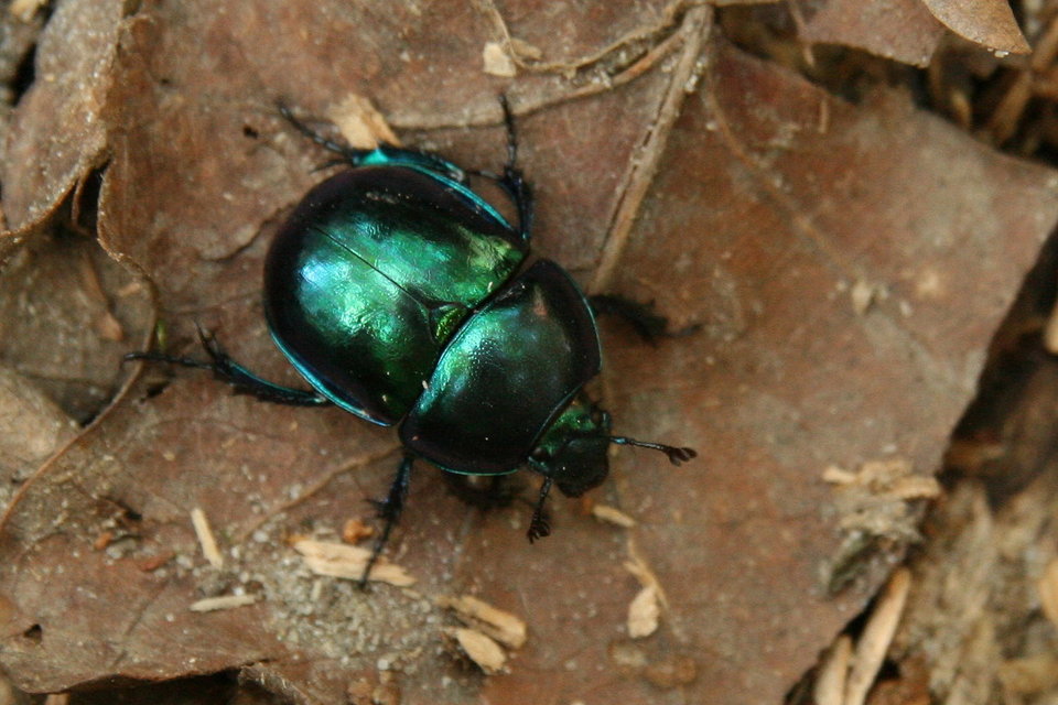 Trypocopris vernalis - tavaszi álganéjtúró