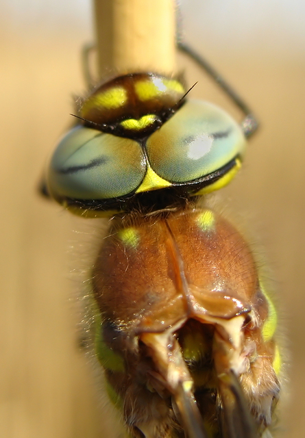 Brachytron pratense - szőrös karcsúacsa