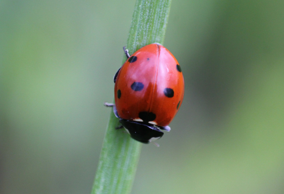 Coccinella septempunctata - hétpettyes katica