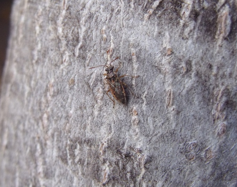 Rhopalidae - üvegpoloskák