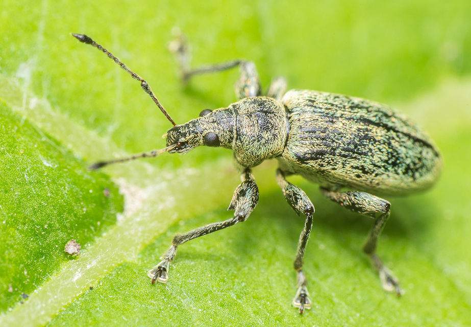 Phyllobius pomaceus - csalán-levélormányos