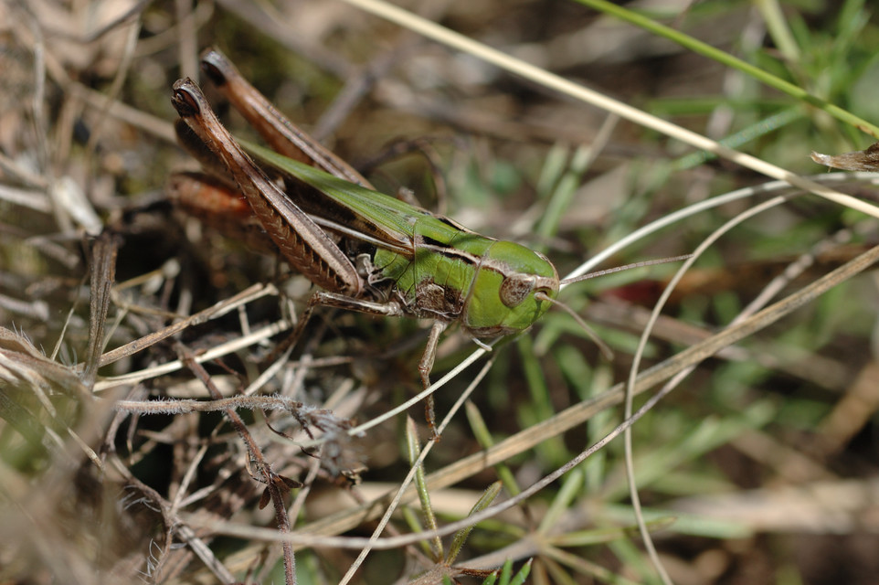 Stenobothrus lineatus - jajgató rétisáska
