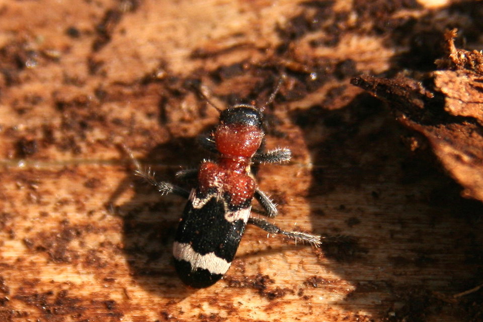 Thanasimus formicarius - vörösnyakú szúfarkas