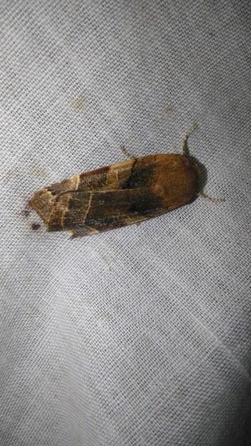 Noctua fimbriata - szélessávú sárgafűbagoly
