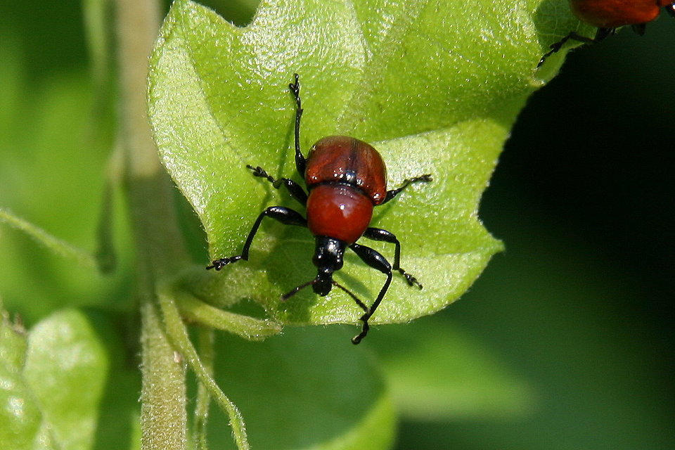 Attelabus nitens - tölgy-levélsodró