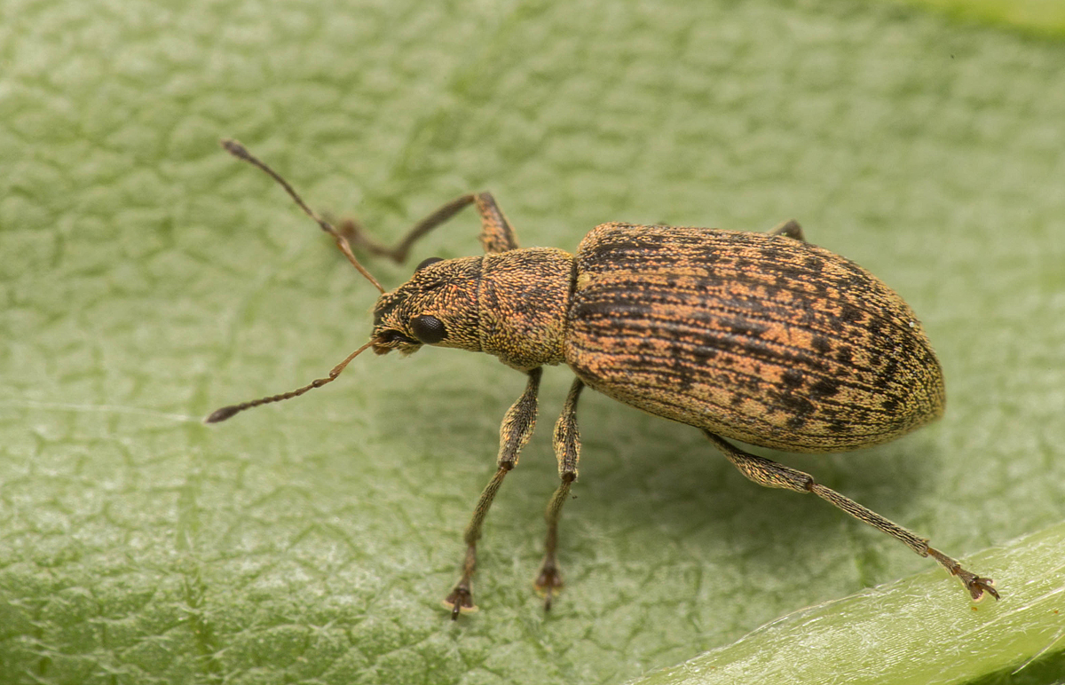 Polydrusus cervinus - aranyporos lombormányos