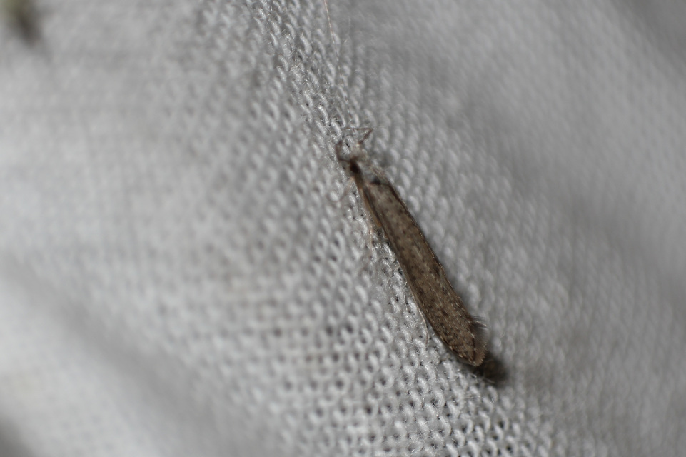 Trichoptera - Tegzesek