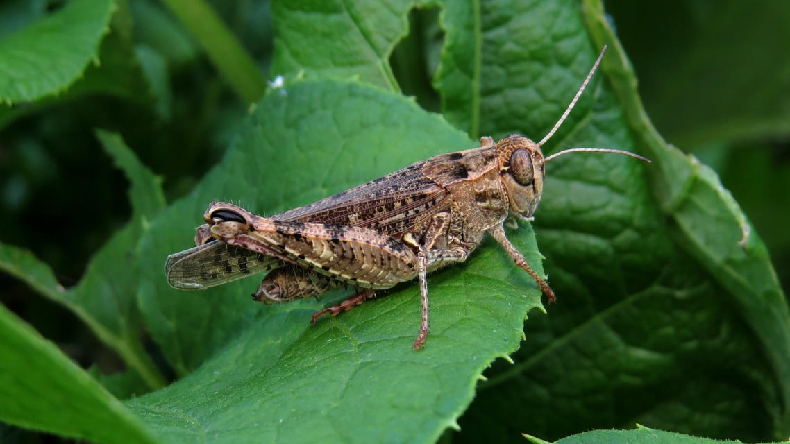 Calliptamus italicus - olaszsáska