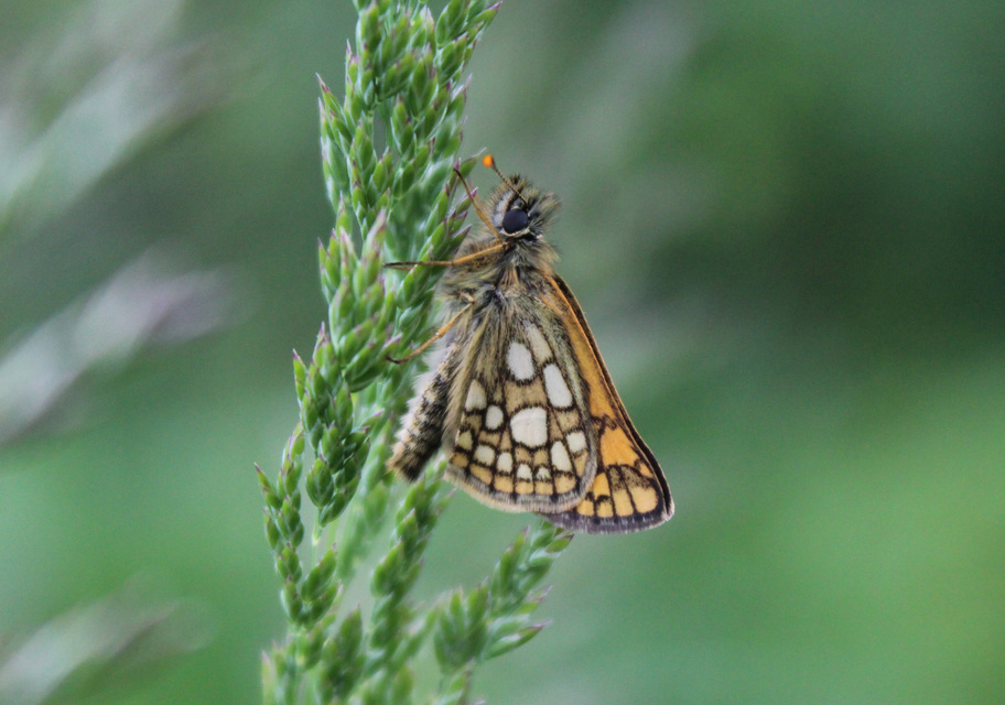 Carterocephalus palaemon - kockás busalepke