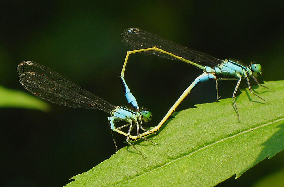 Ischnura elegans