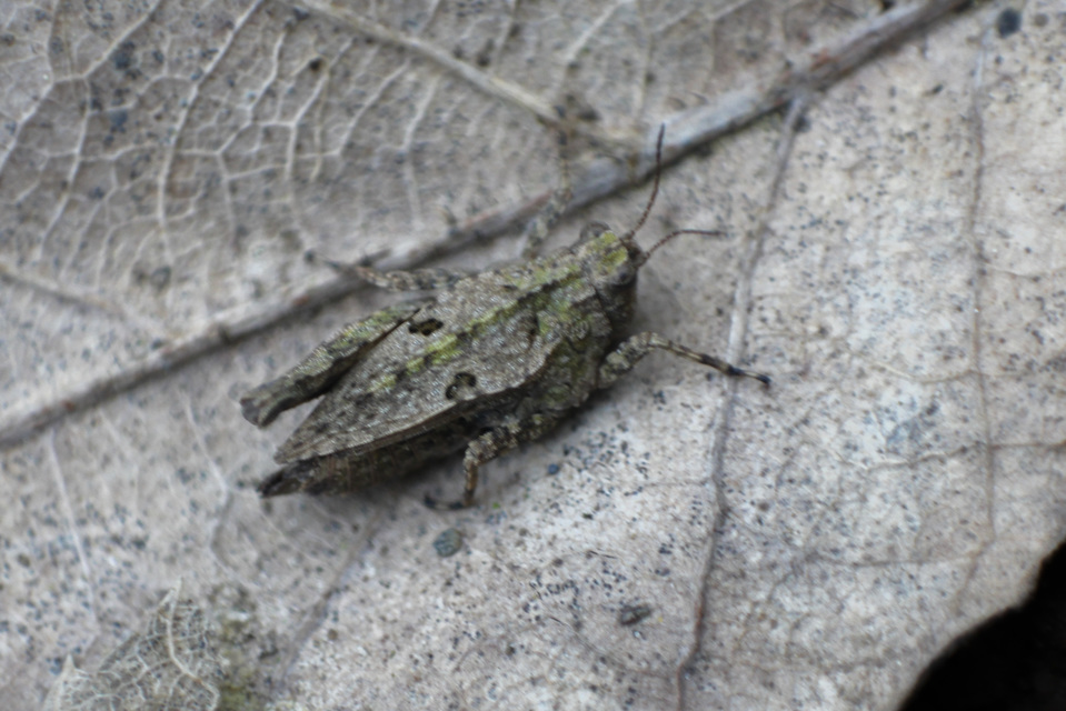 Tetrix tenuicornis - vékonycsápú tövishátúsáska
