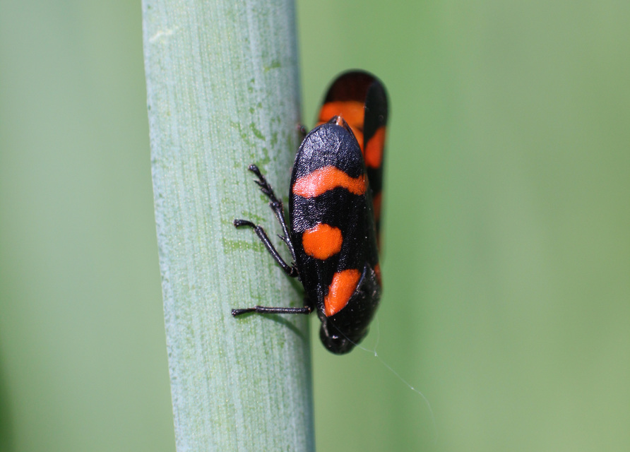 Cercopis arcuata/sanguinolenta Cercopis arcuata/sanguinolenta
