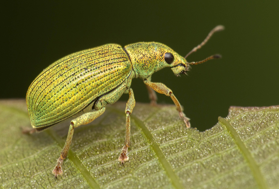 Polydrusus formosus - selymes lombormányos