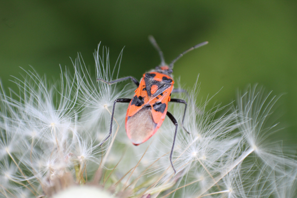 Corizus hyoscyami - piros karimáspoloska