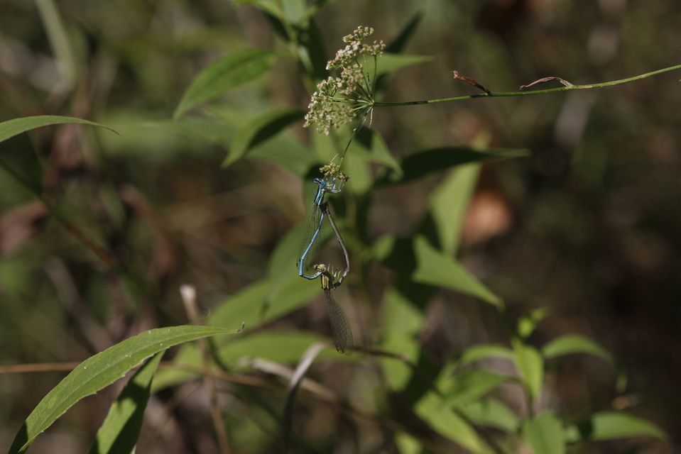 Platycnemis pennipes - széleslábú szitakötő