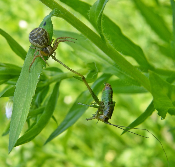 Xysticus
