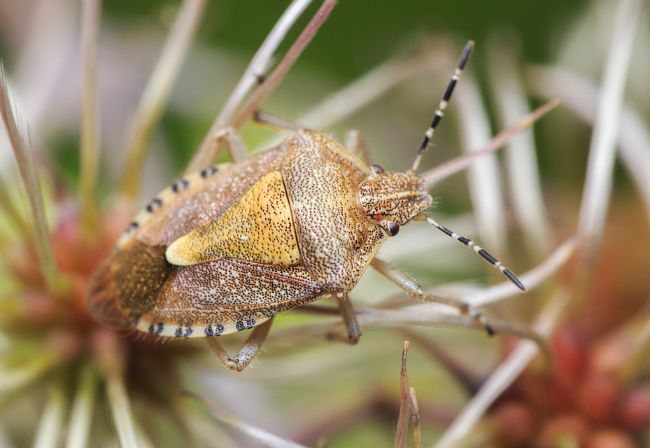 Dolycoris baccarum - közönséges bogyómászó-poloska Dolycoris baccarum - közönséges bogyómászó-poloska