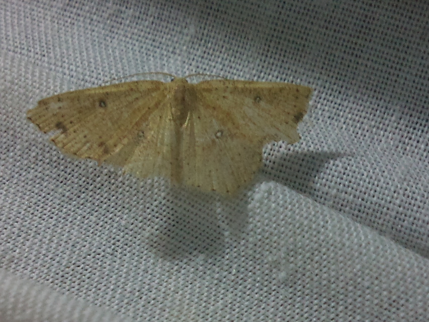 Cyclophora porata - körös pettyesaraszoló