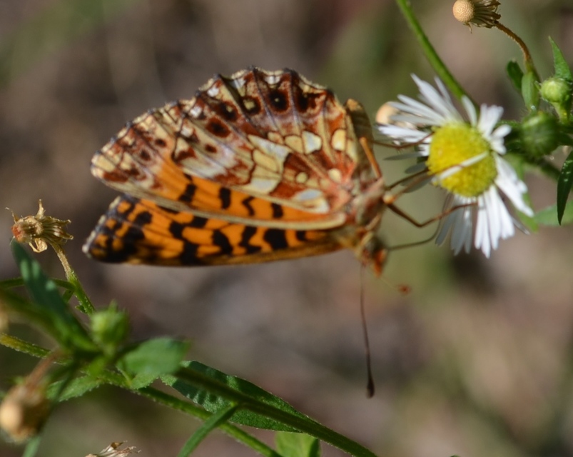 Boloria dia - kis gyöngyházlepke