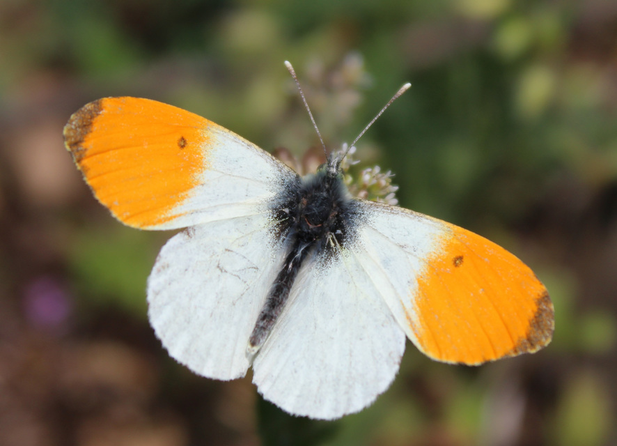 Anthocharis cardamines - hajnalpírlepke