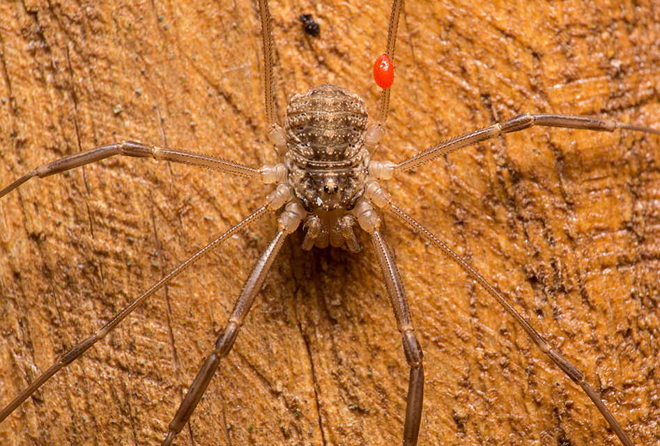 Opilio saxatilis