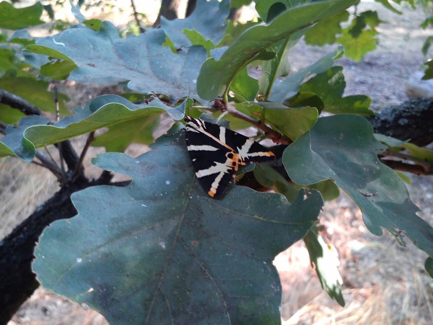 Euplagia quadripunctaria - csíkos medvelepke