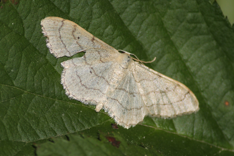 Idaea aversata - nagy sávosaraszoló