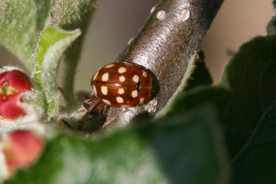 Calvia quatuordecimguttata - tizennégycseppes füsskata