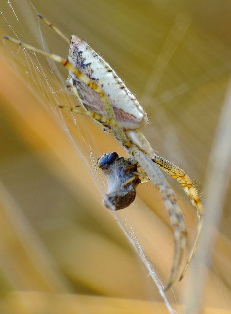Argiope bruennichi - darázspók
