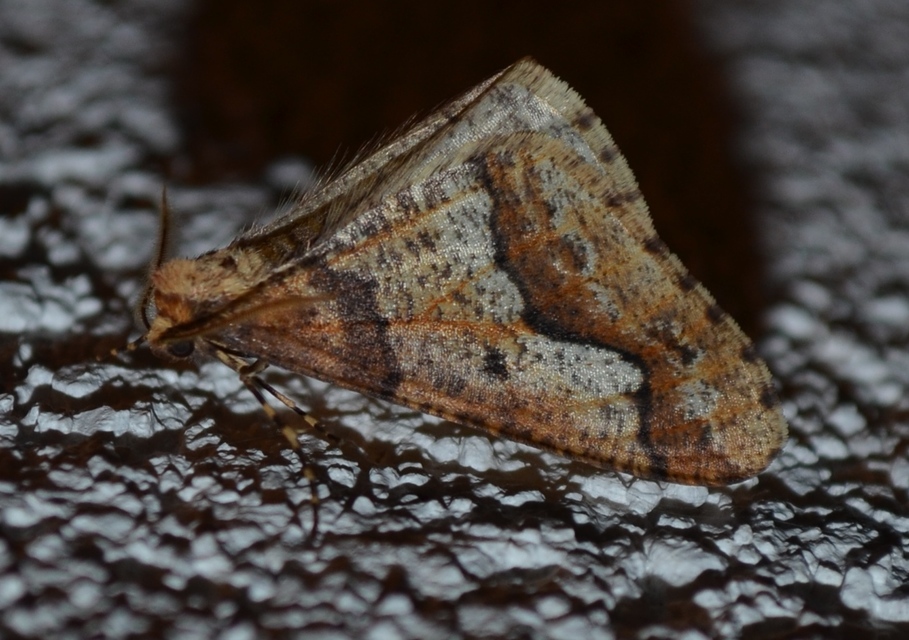 Erannis defoliaria - nagy téliaraszoló
