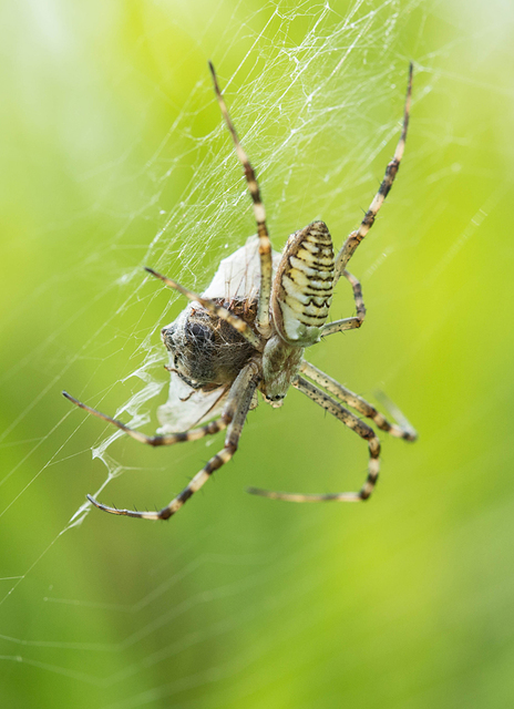 Argiope bruennichi - darázspók