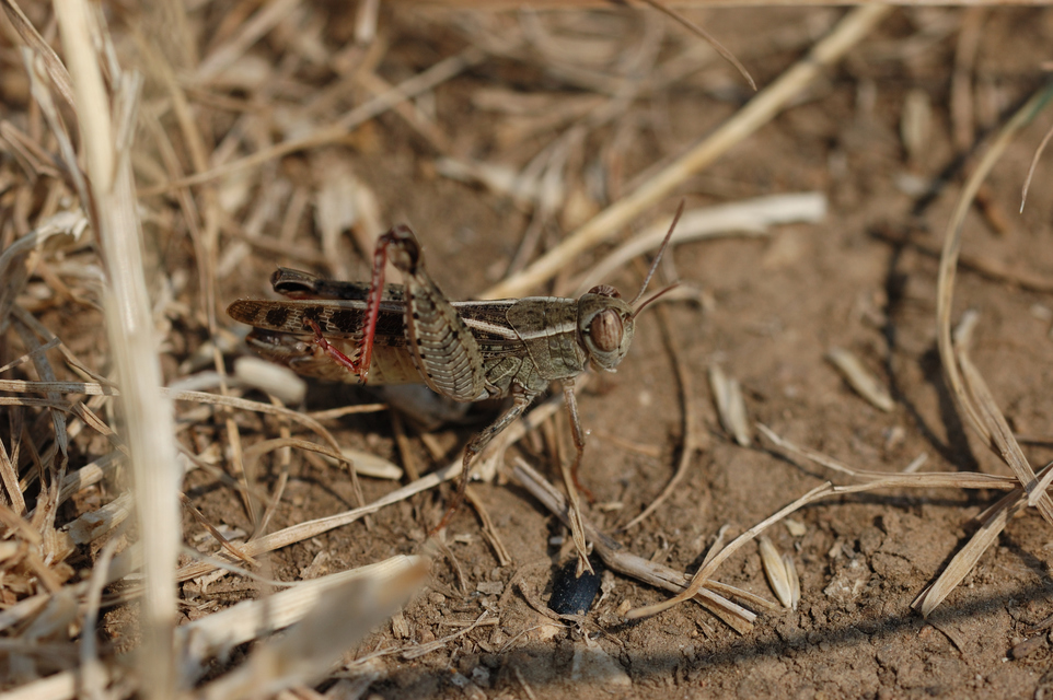 Calliptamus italicus - olaszsáska