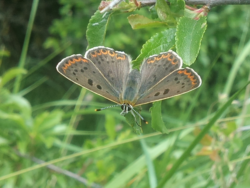 Lycaena tityrus - barna tűzlepke