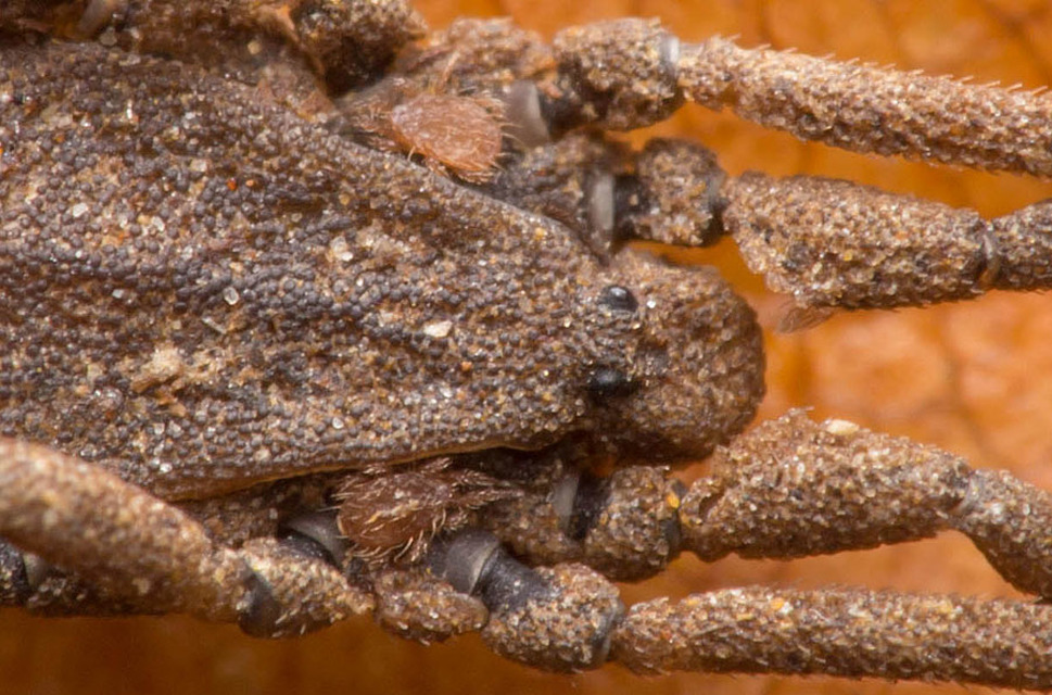 Trogulus nepaeformis