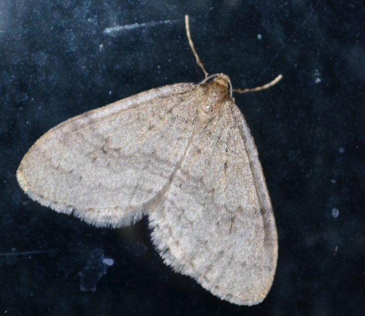 Operophtera brumata - kis téliaraszoló